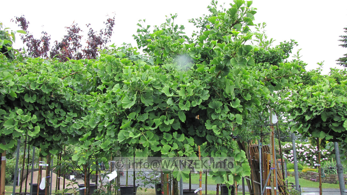 Ginkgo biloba Marijke - Sommer.JPG